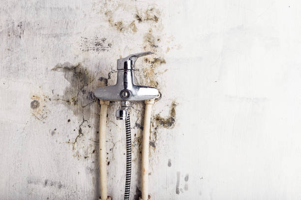 Best White Mold Remediation in Lemont, IL