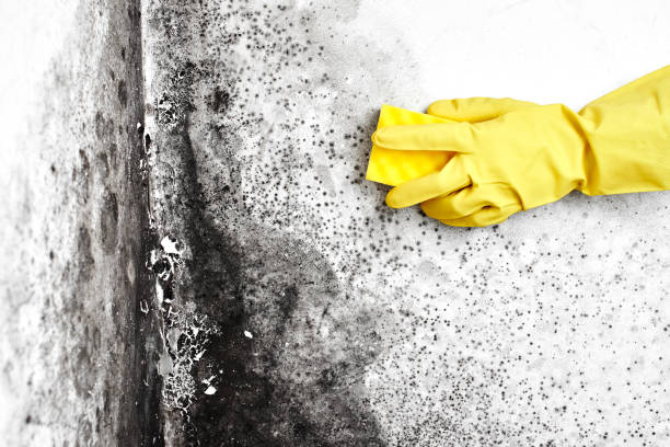 Best Bathroom Mold Remediation in Lemont, IL