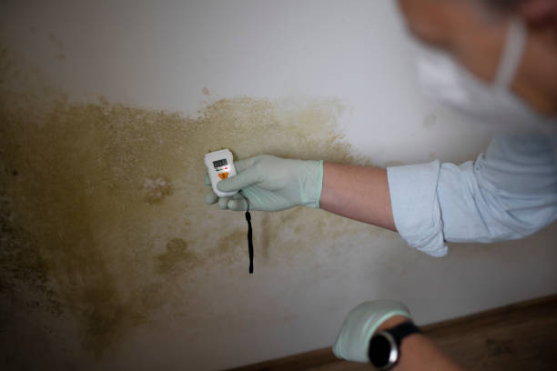 Best HVAC Mold Remediation in Lemont, IL