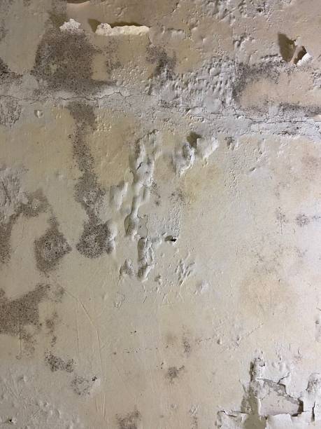 Reliable Lemont, IL Mold Remediation Solutions