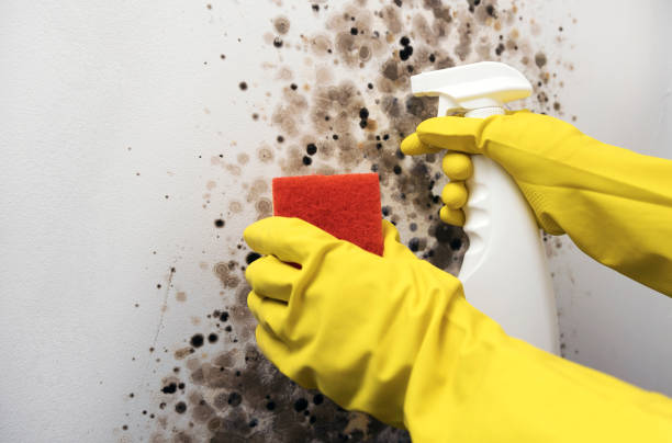 Best Residential Mold Remediation in Lemont, IL