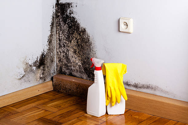Best Mold Testing and Inspection Services in Lemont, IL