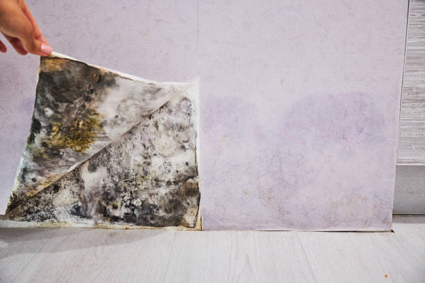 Best DIY Mold Remediation Support Services in Lemont, IL